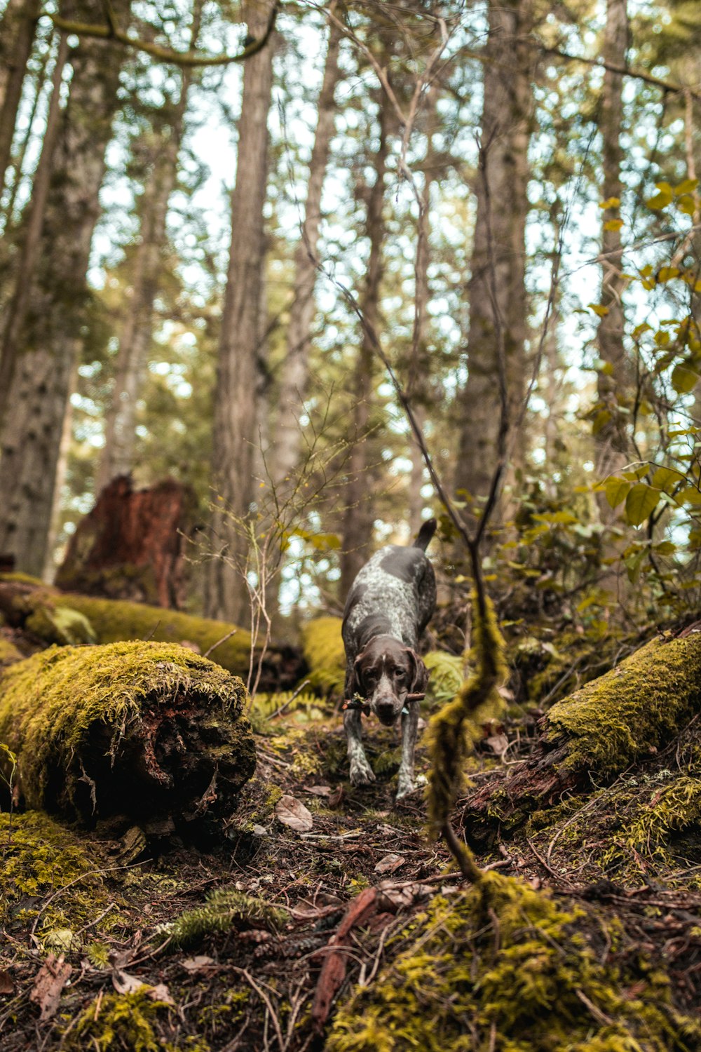 a dog walking through a forest filled with green moss