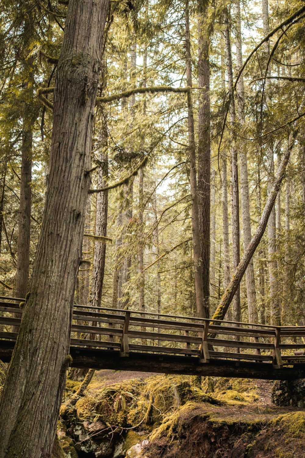 a wooden bridge over a stream in a forest