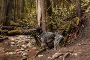 Gourde Nomade pour Chien