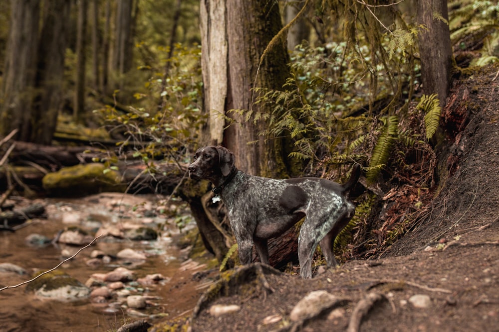a black and white dog standing in a forest next to a stream