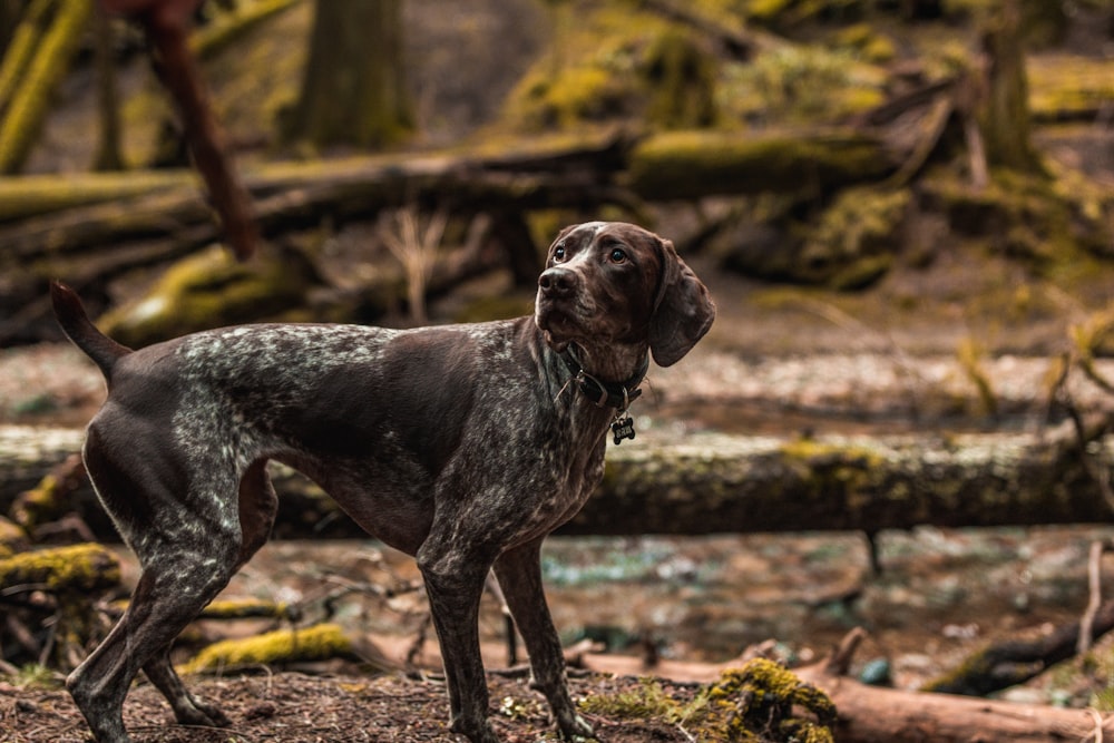 a dog standing in the middle of a forest