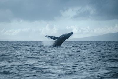 A majestic humpback whale breaching the blue waters near Samana coast