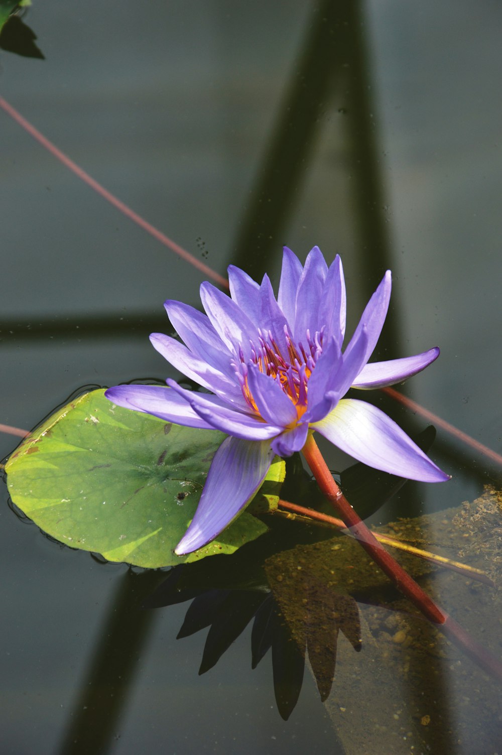 a purple flower sitting on top of a lily pad