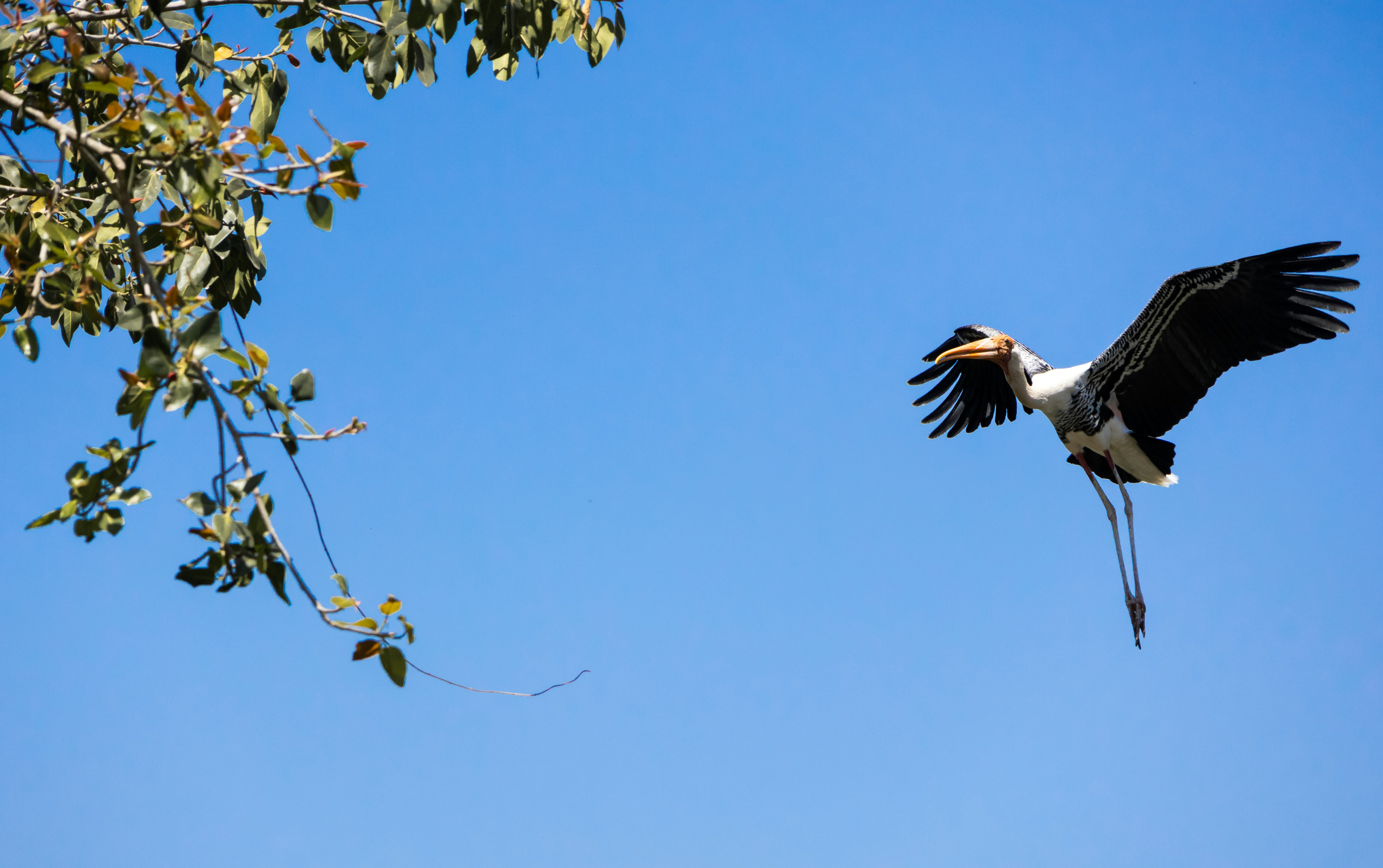 Photo by sameer_srivastava