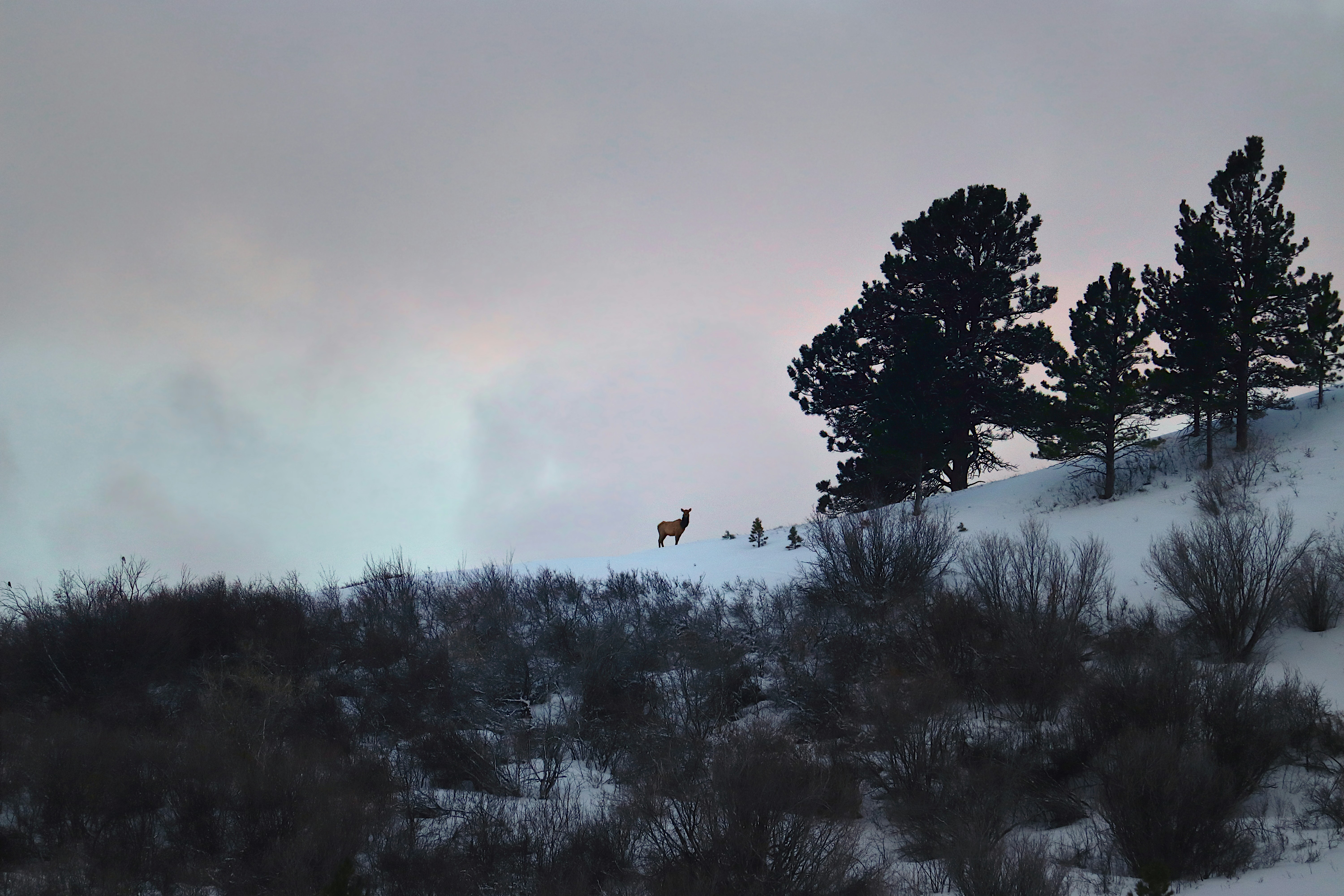 4. Aanbevolen accessoires voor uw Bighorn pizzaoven: Verbeter uw bakervaring met deze handige toevoegingen