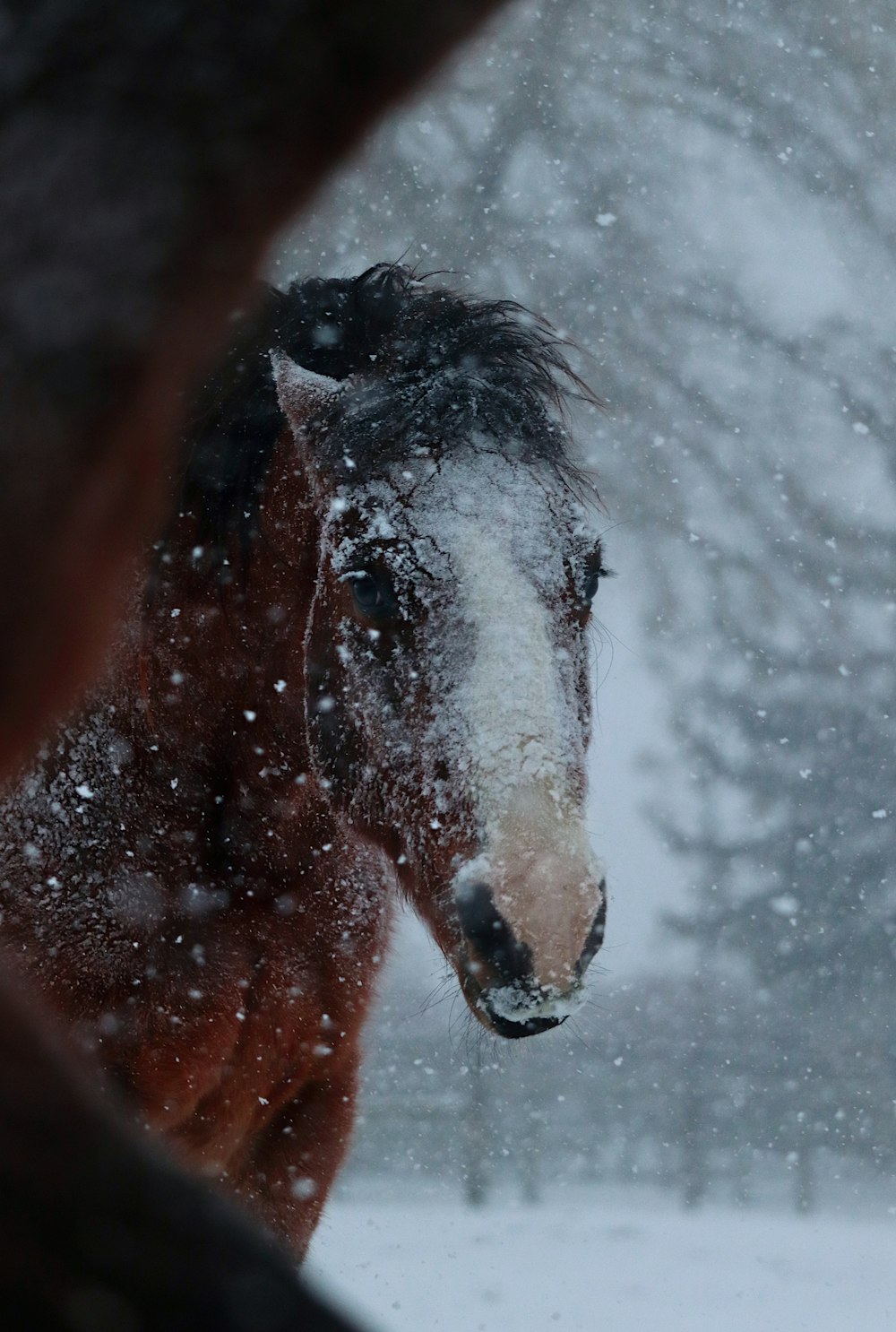 a horse standing in a snow covered field