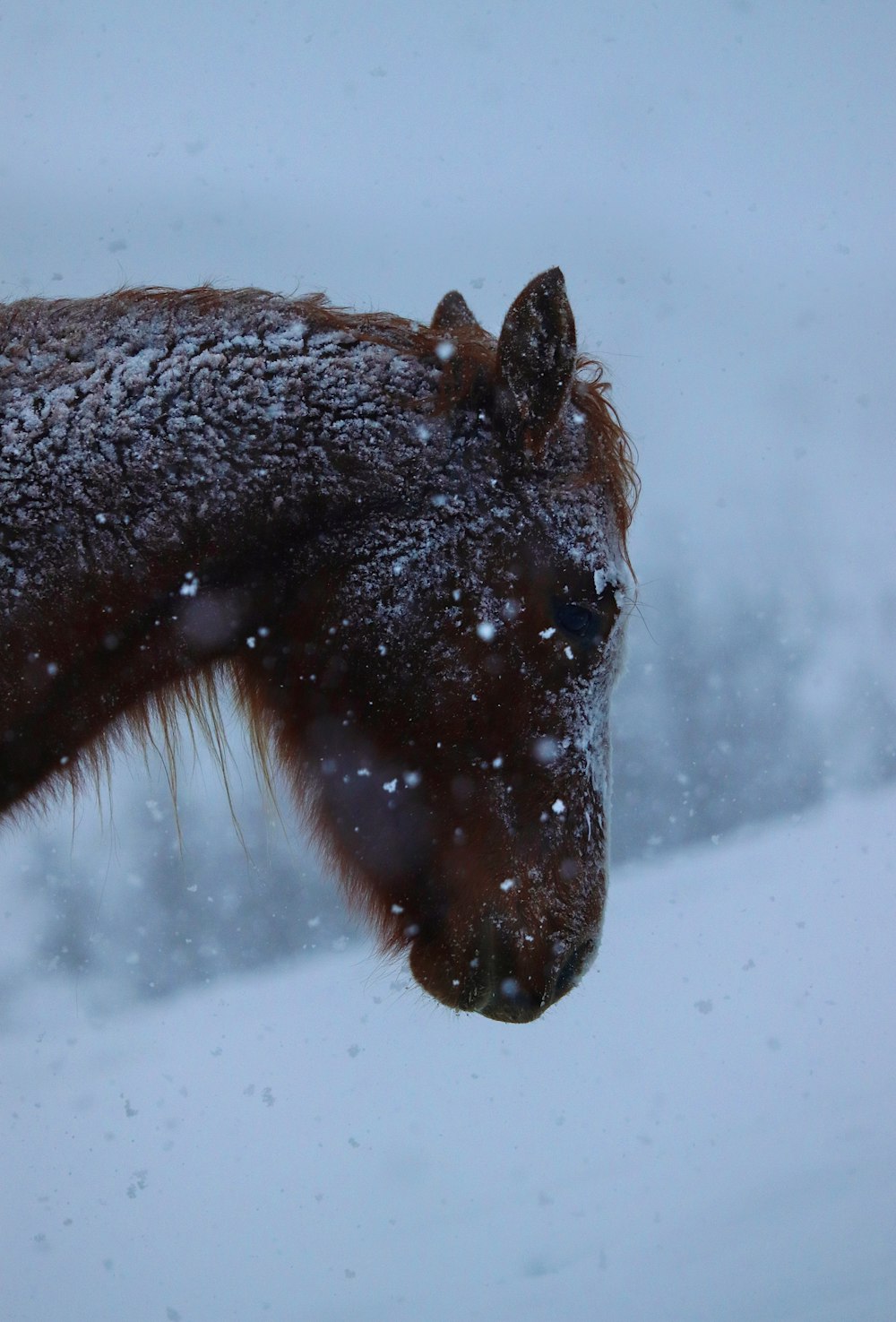 a brown horse standing on top of a snow covered field