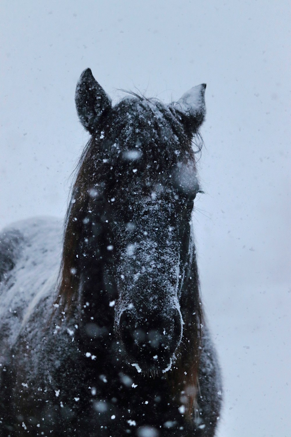 a black horse standing in a snow covered field