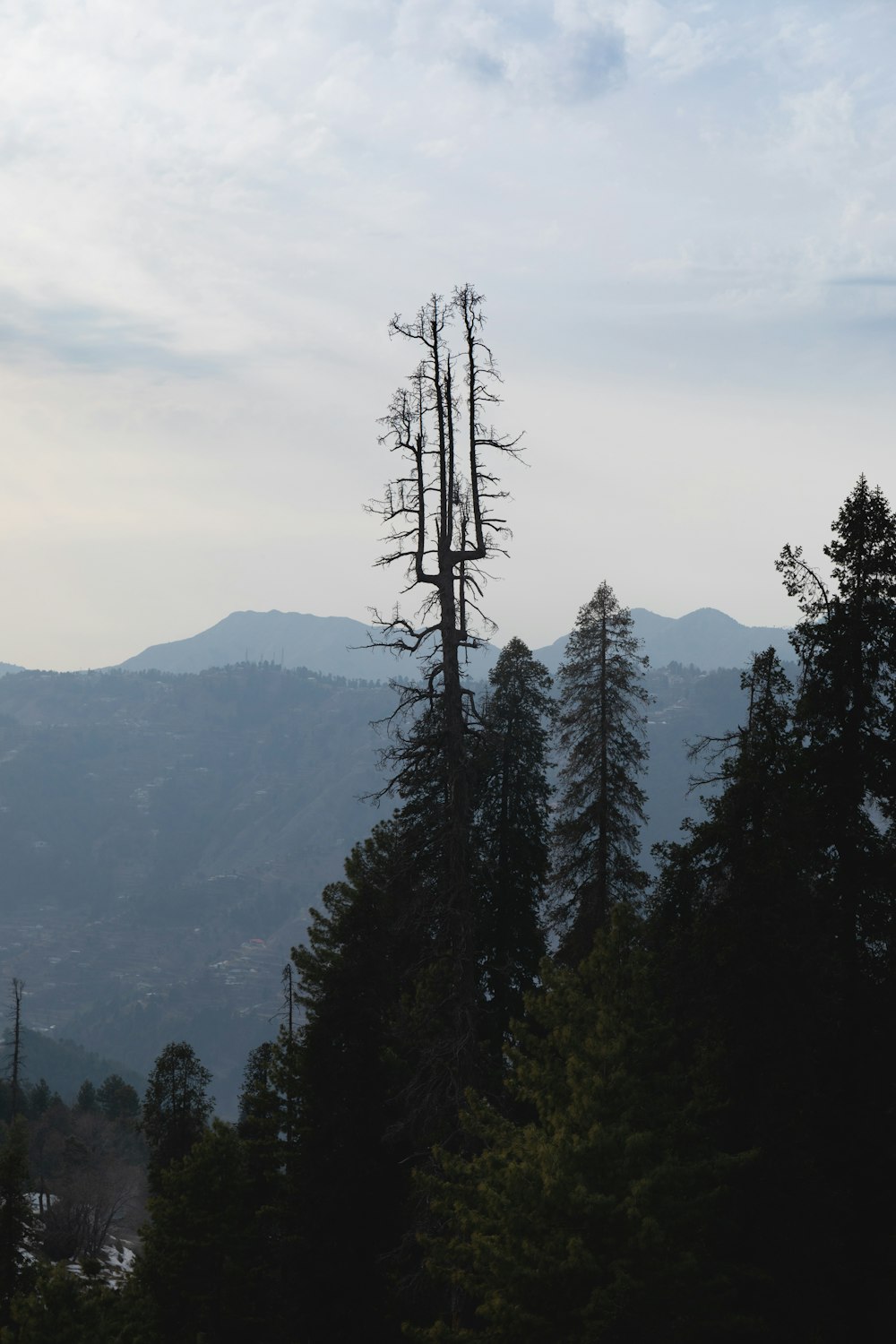 a tall tree standing in the middle of a forest