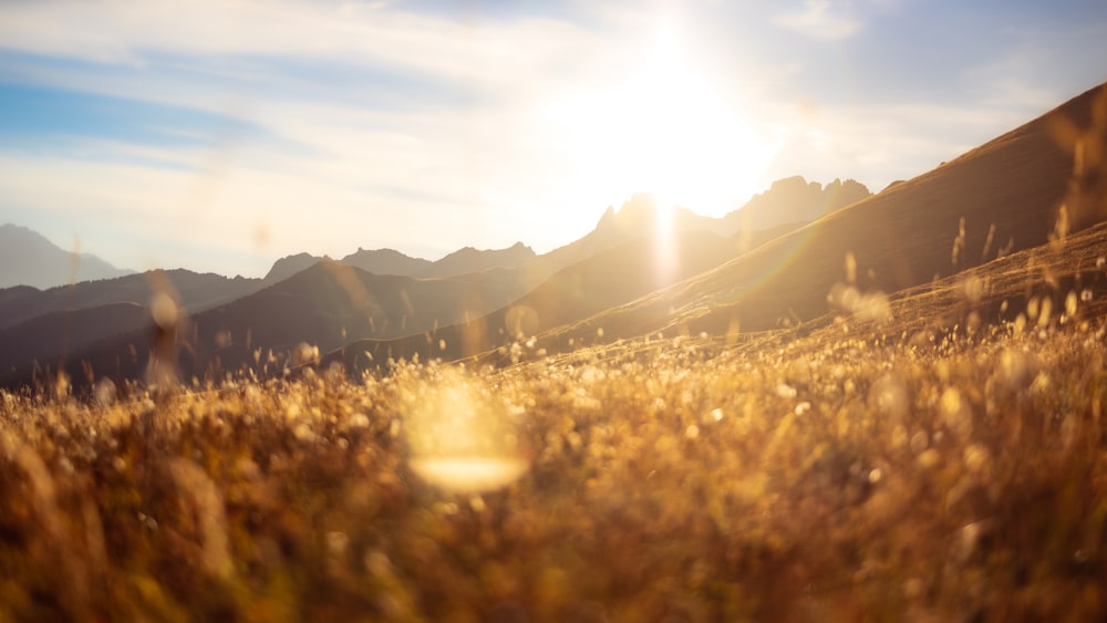 a grassy field with mountains in the background