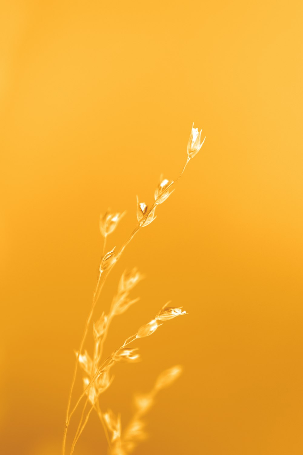 a close up of a plant on a yellow background