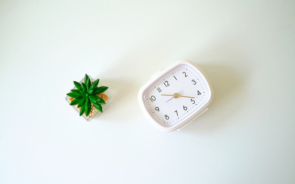 Un orologio bianco seduto accanto a una piccola pianta verde
