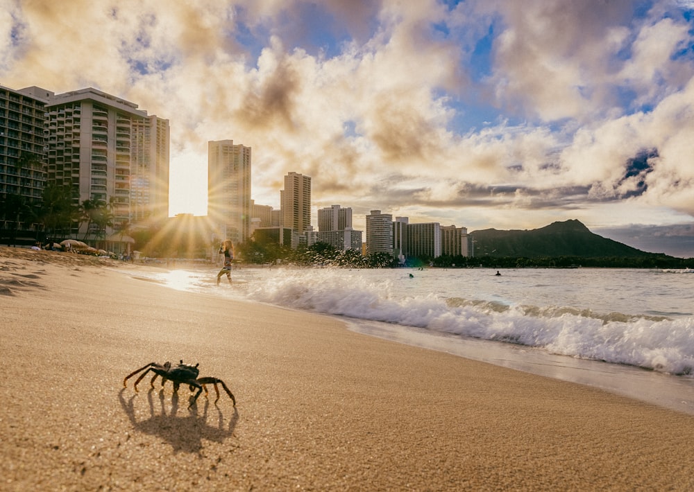 a crab on a beach with buildings in the background