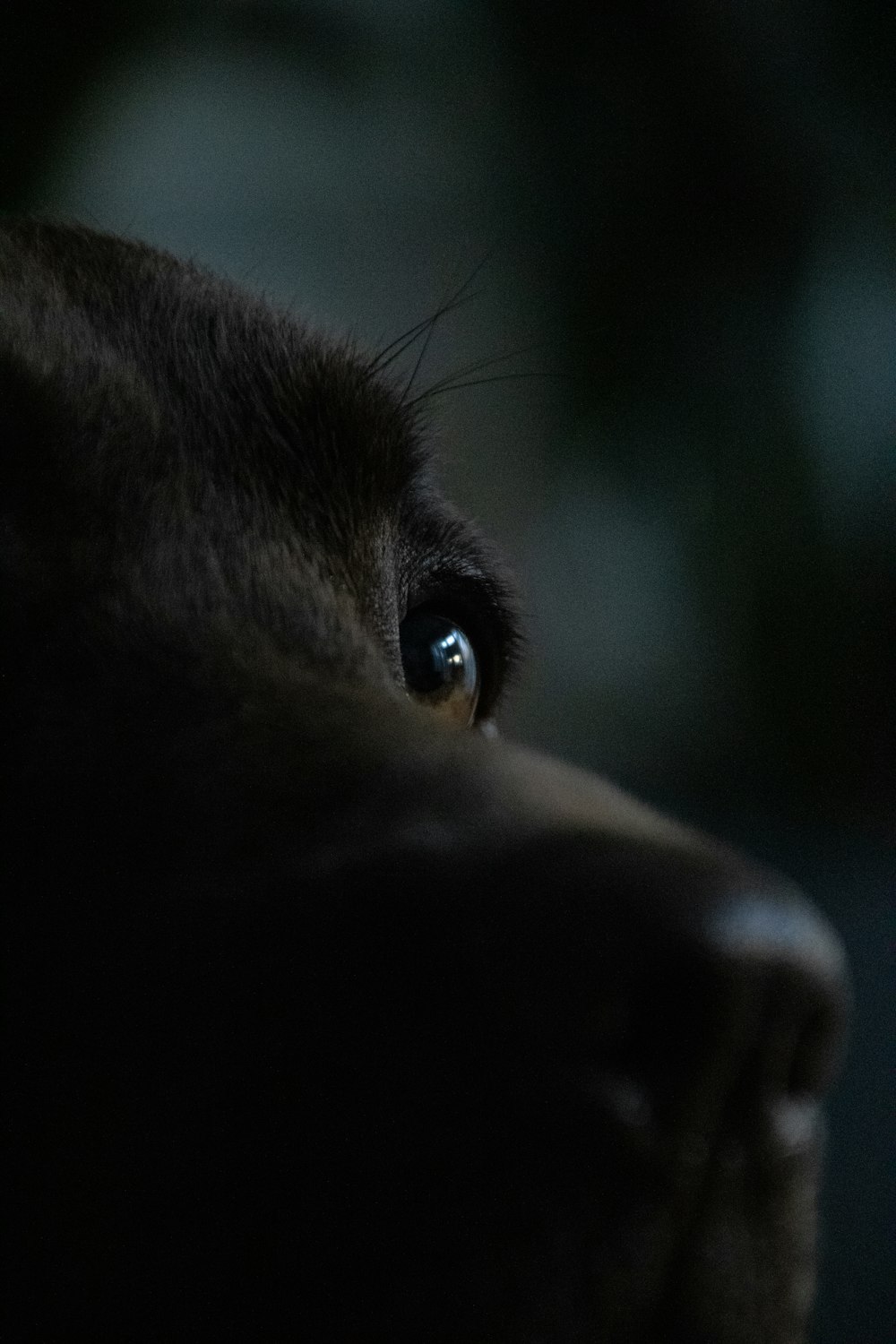 a close up of a dog's face with a blurry background