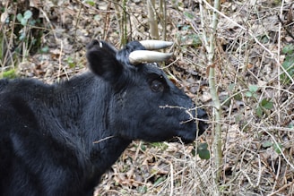 A black cow with prominent curved horns is standing near leafless branches, surrounded by a background of dry leaves and sparse vegetation.