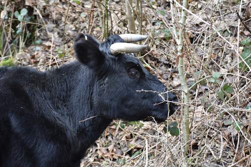 A black cow with prominent curved horns is standing near leafless branches, surrounded by a background of dry leaves and sparse vegetation.