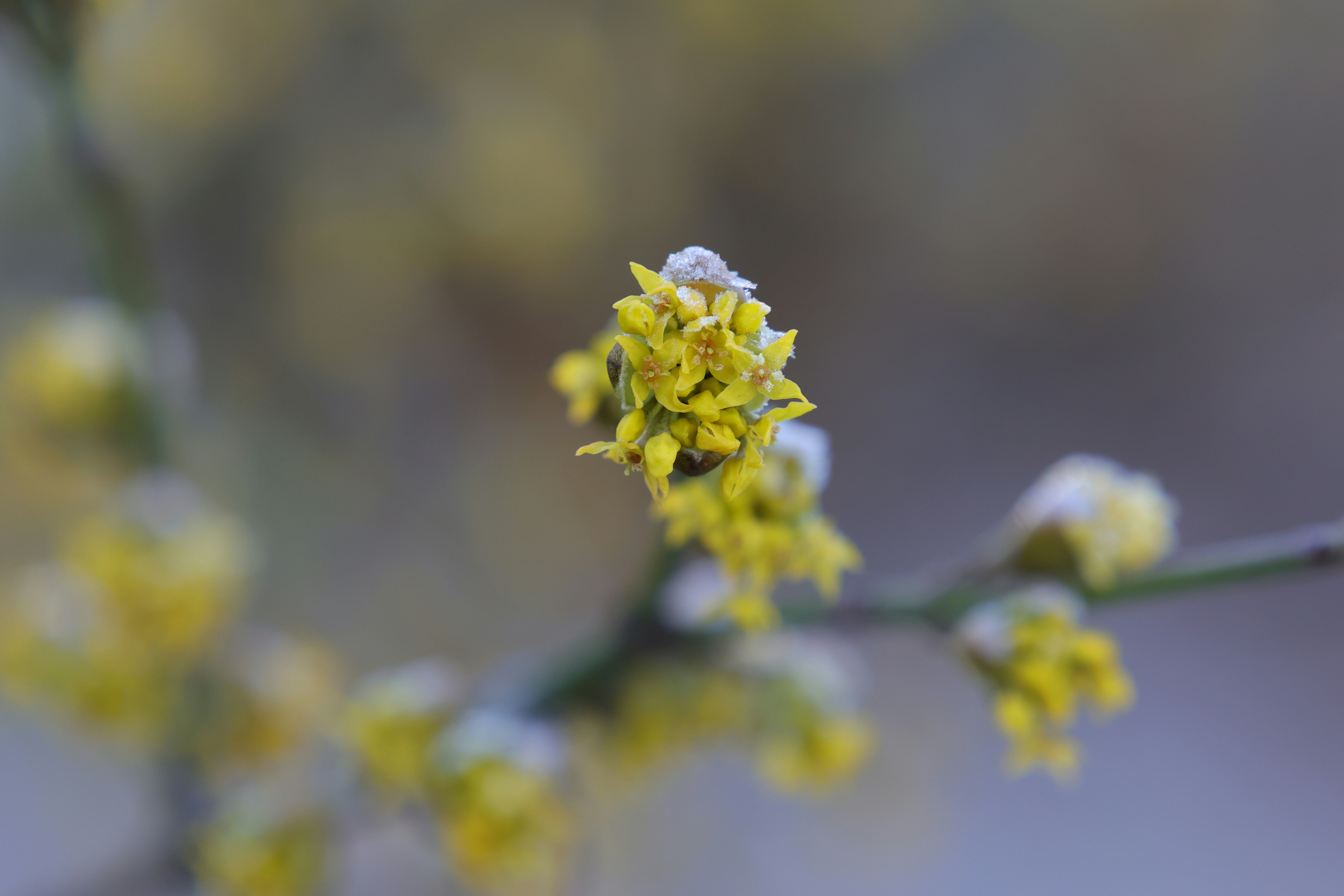 Winter gardening cold climate - Vibrant yellow witch hazel flower in the snow