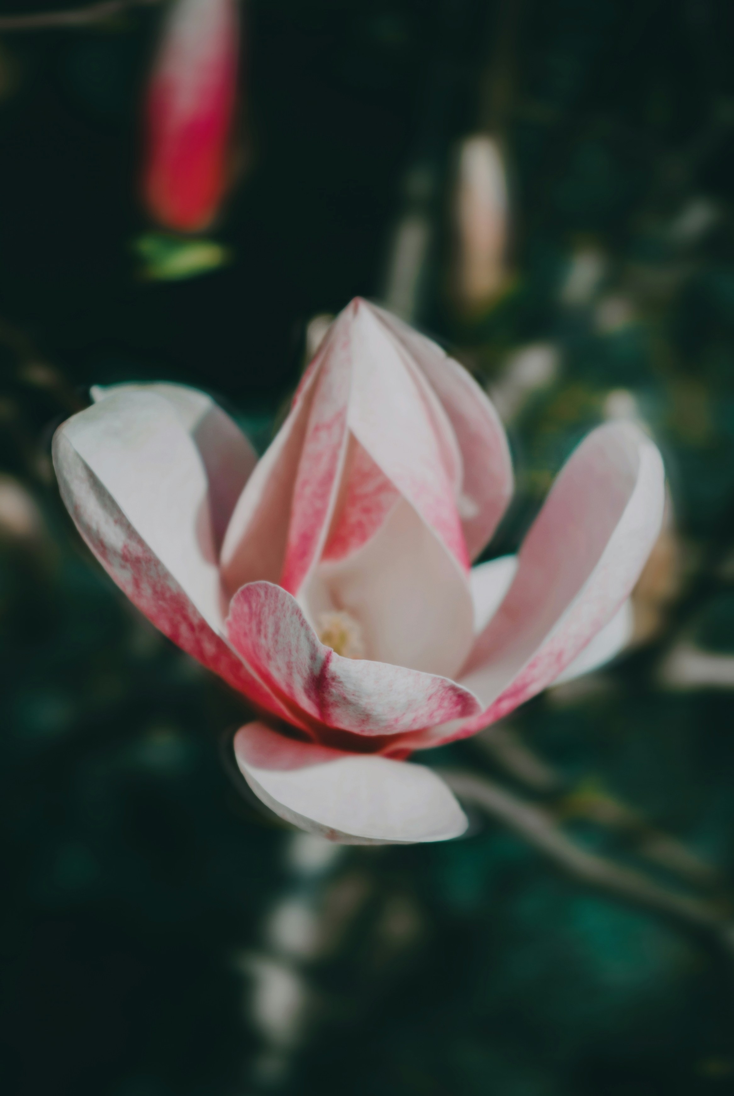 Photo by moonmoons_days