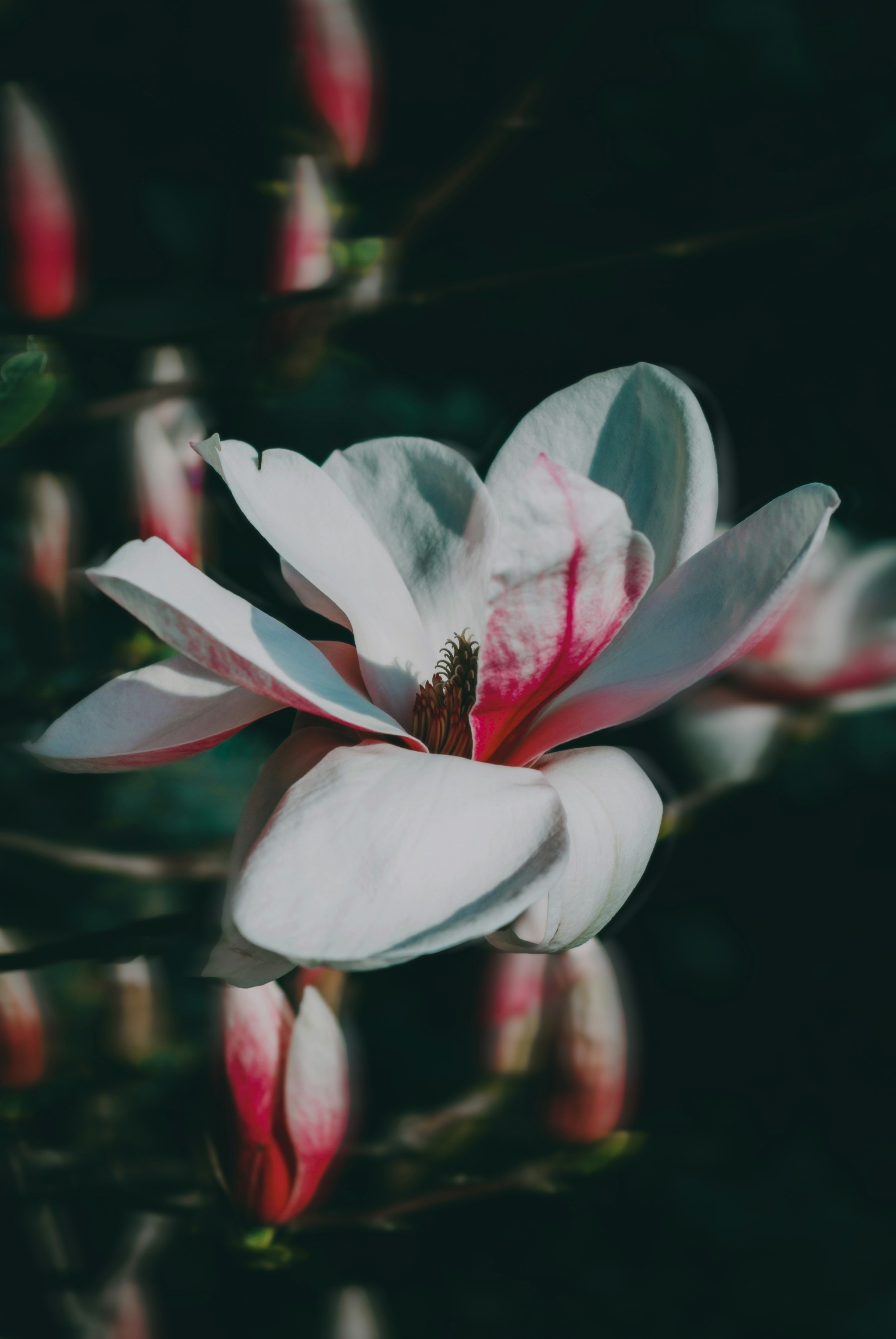 Photo by moonmoons_days