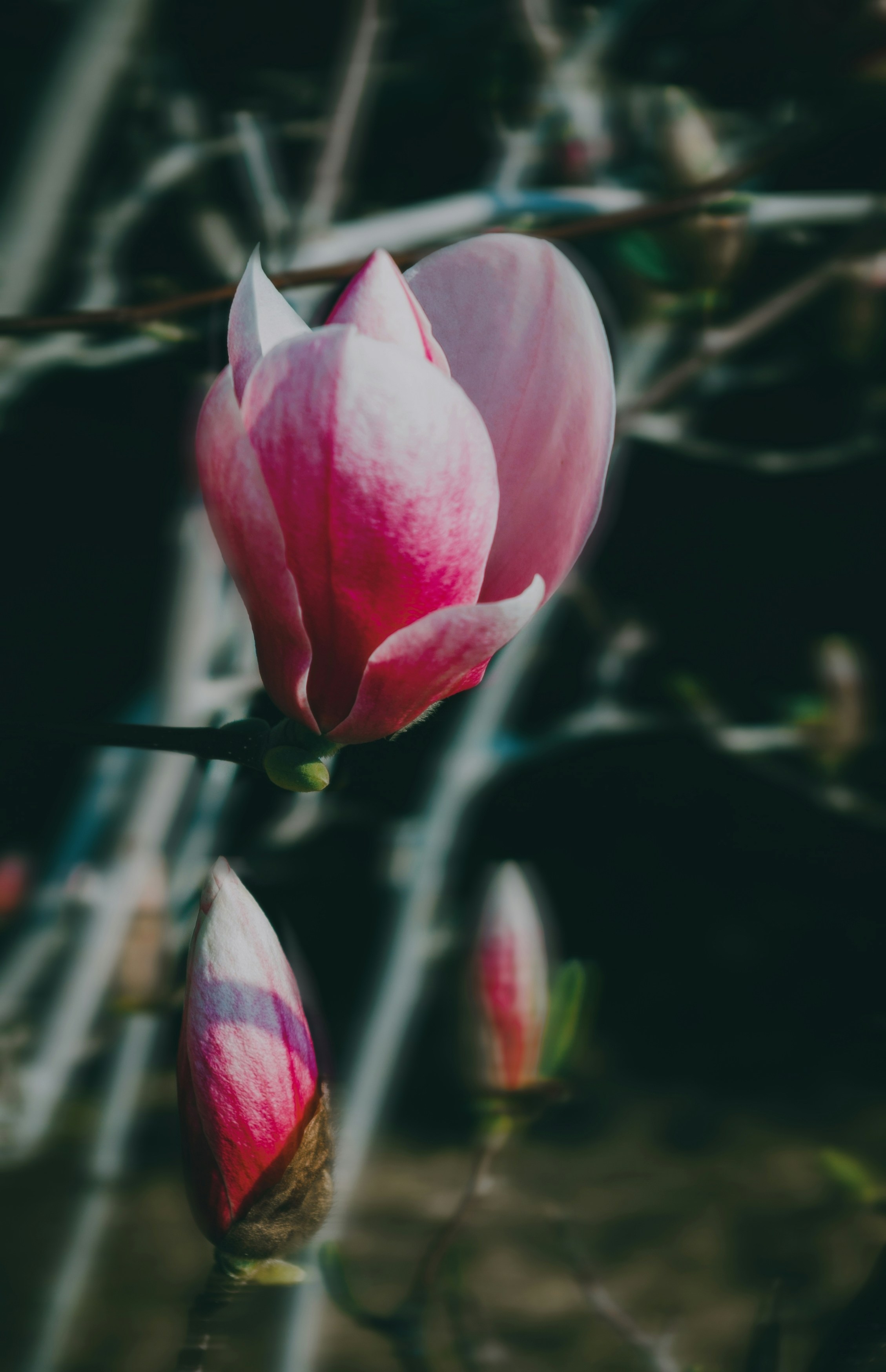 Photo by moonmoons_days