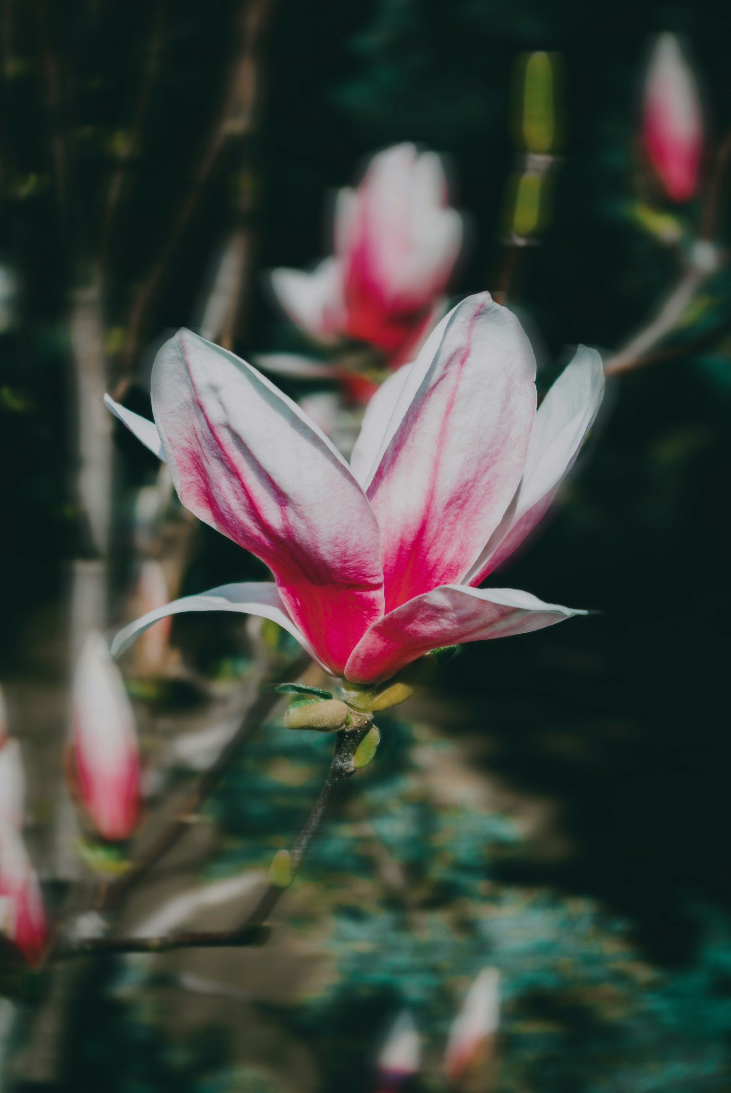 Photo by moonmoons_days