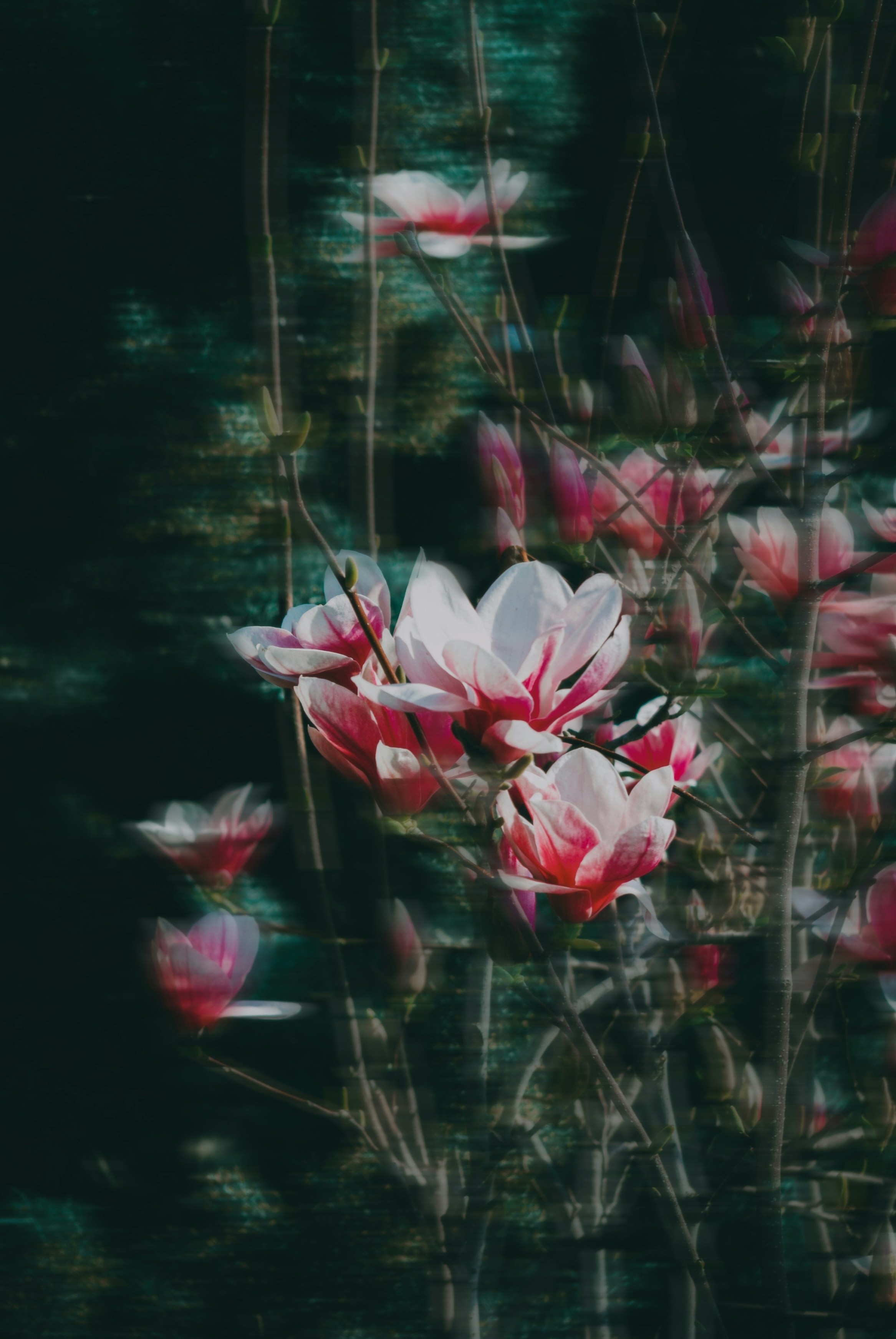 Photo by moonmoons_days