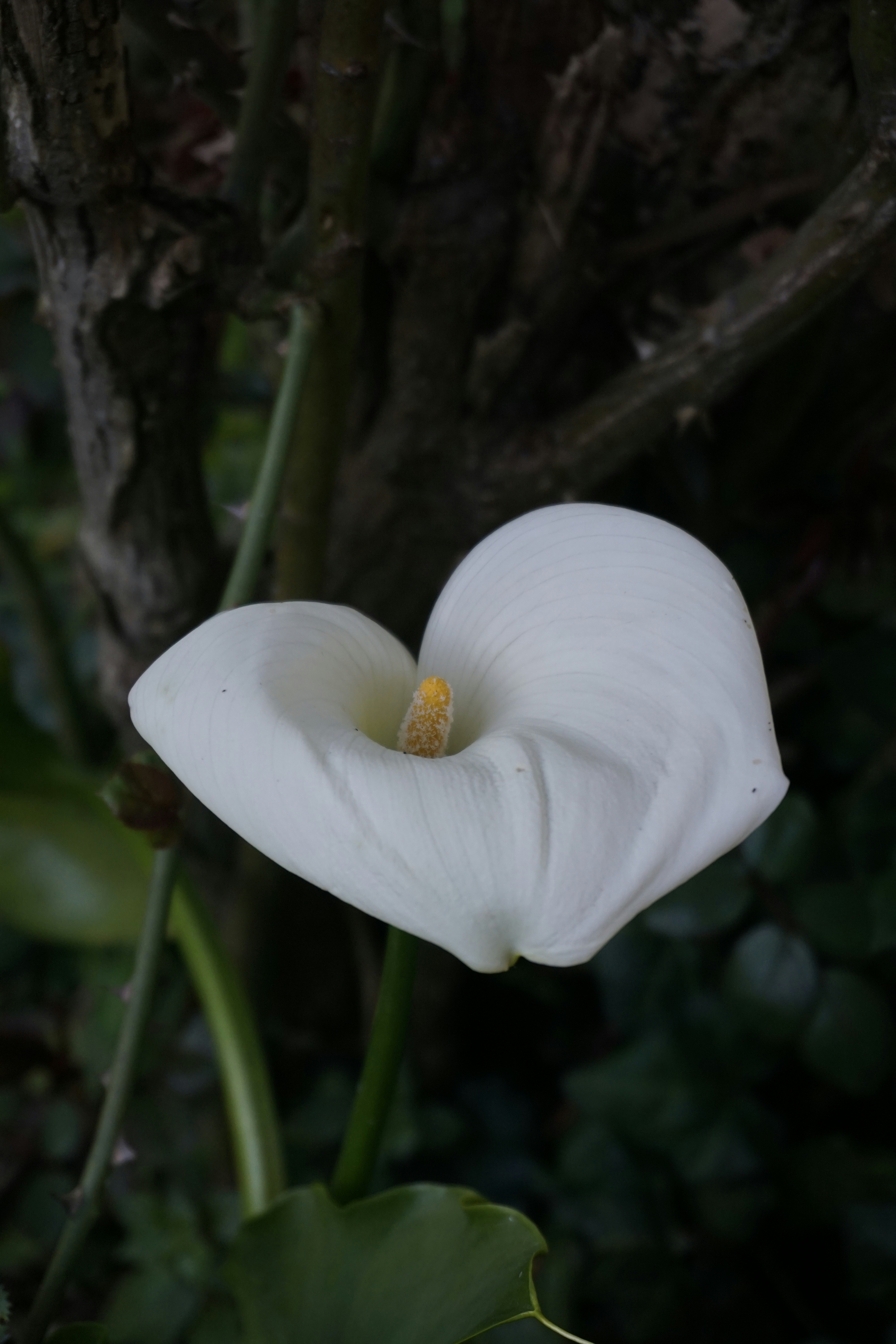 Photo by hardialsingh