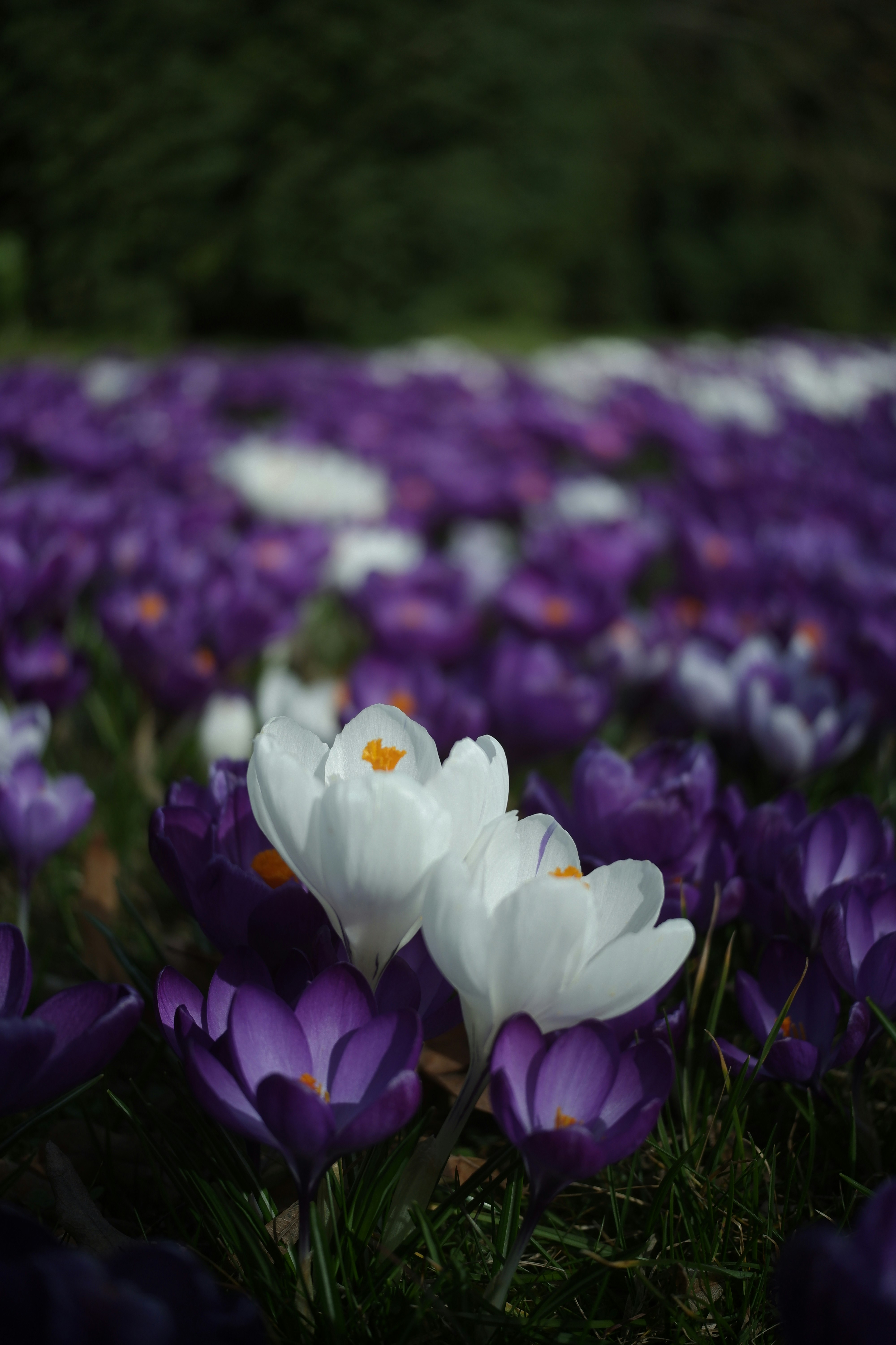 Photo by danielamuntyan