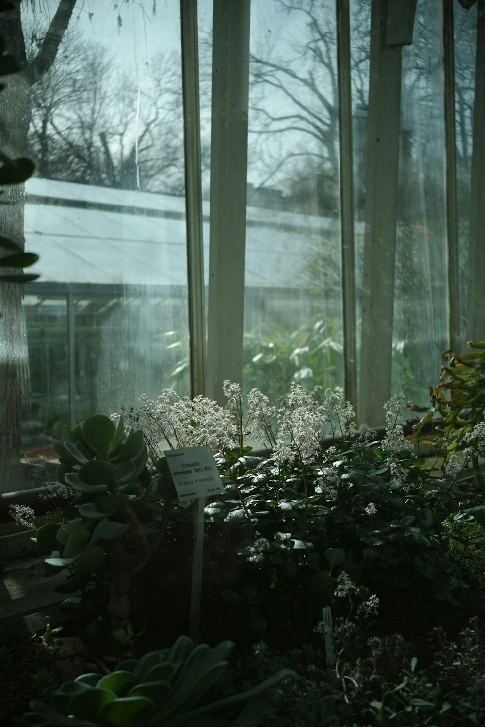 a greenhouse filled with lots of plants and lots of windows
