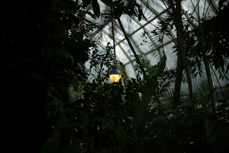 A cozy dark botanical greenhouse corner with lush carnivorous plants glowing softly under amber light.