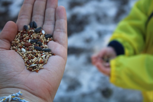 An open hand holds a variety of bird seeds, showcasing different types and colors such as black sunflower seeds and small millet grains. Another person, partially visible, holds seeds in a blurred background.