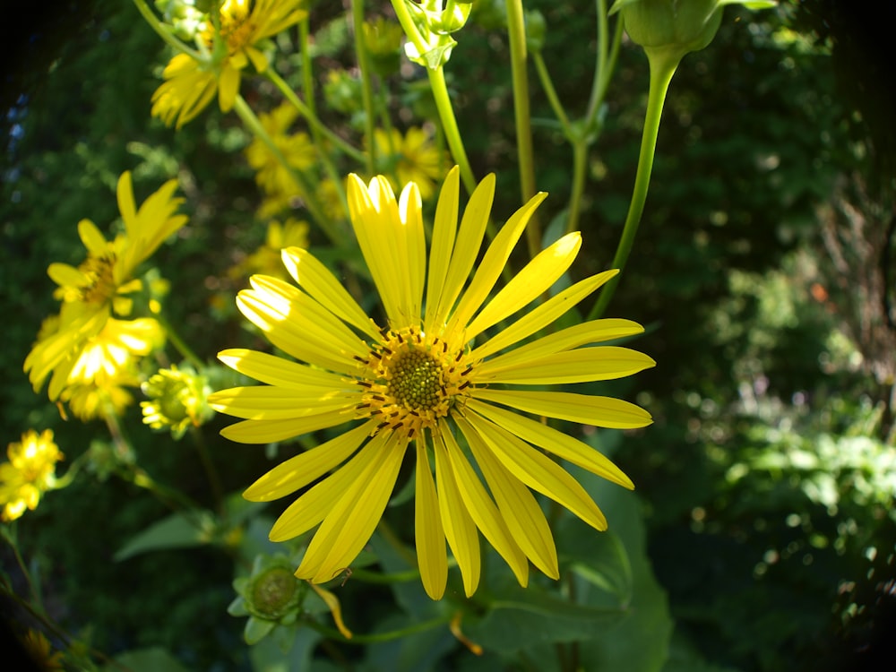 a close up of a yellow flower in a field