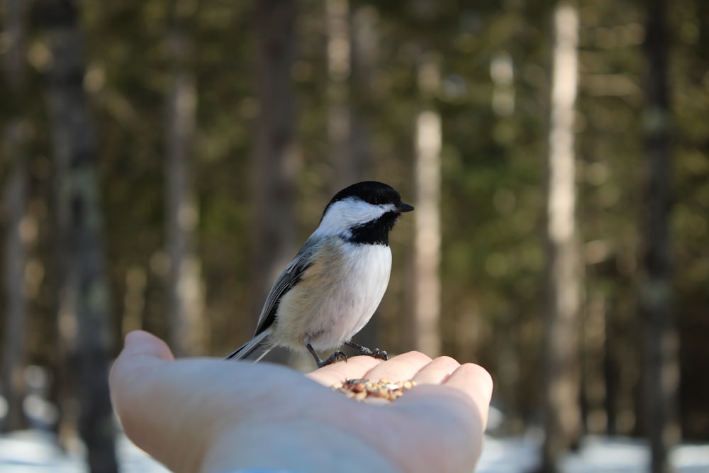 Ein kleiner Vogel, der auf einer Personenhand sitzt