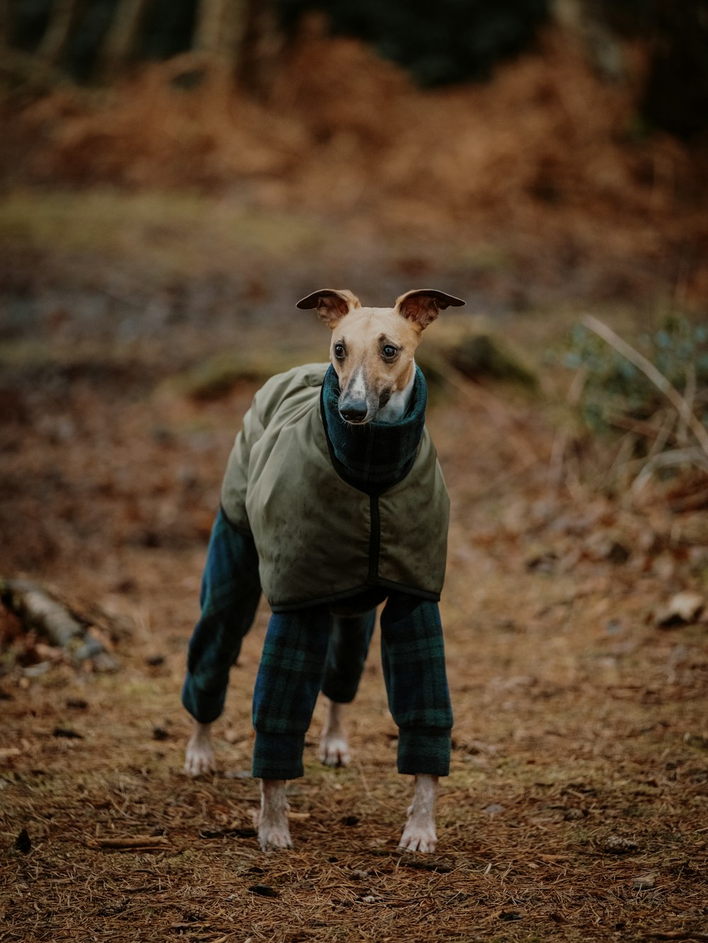 a small dog wearing a jacket and pants