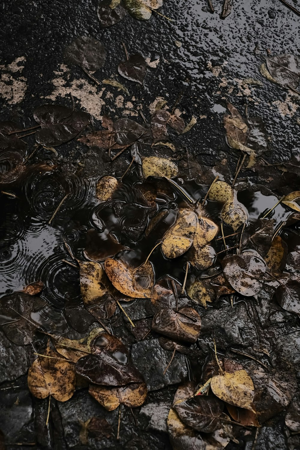 a bunch of leaves that are on the ground