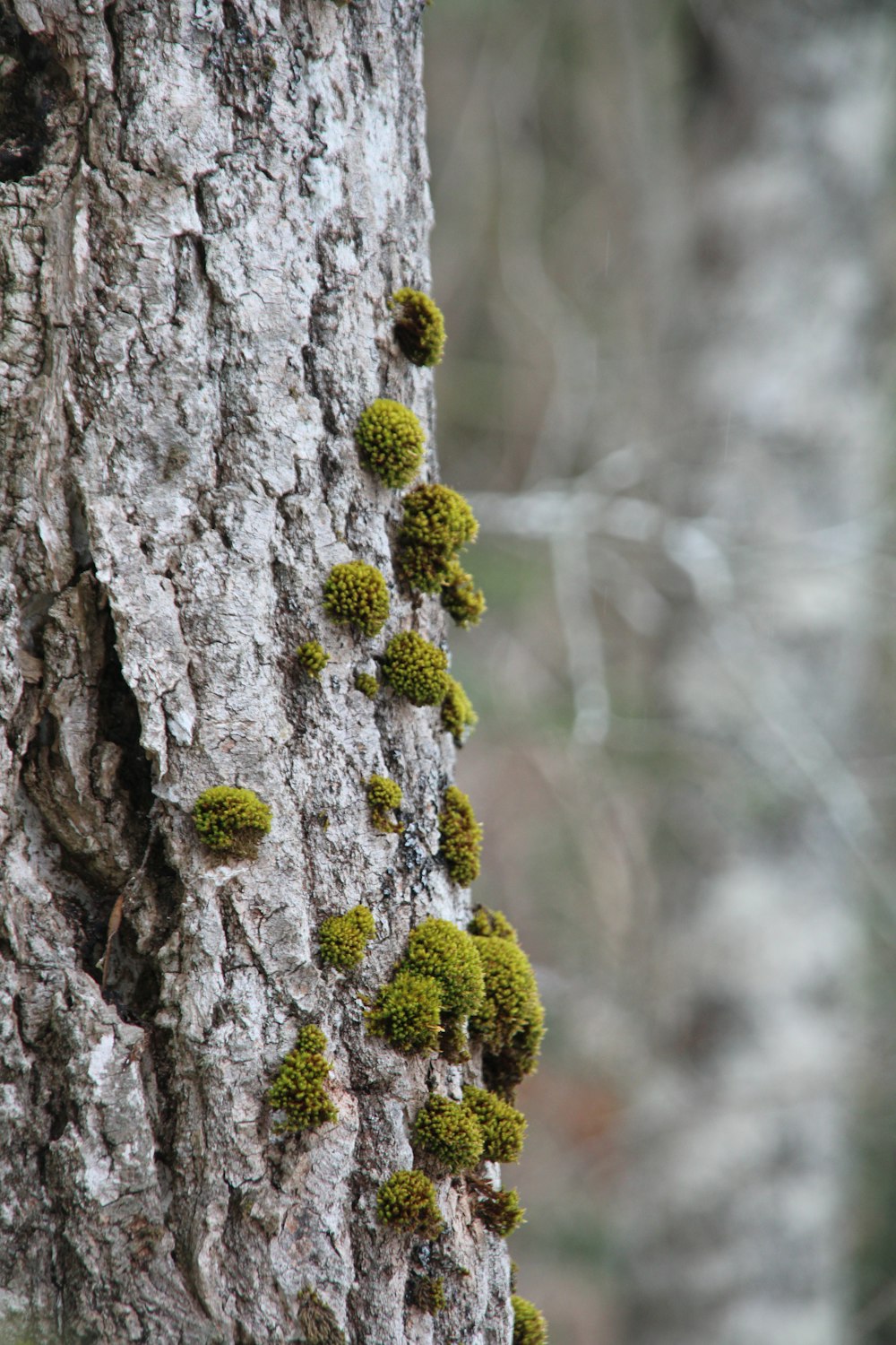 a close up of a tree with moss growing on it