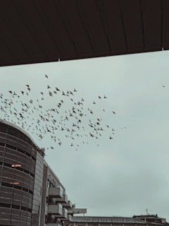 A flock of birds flies across an overcast sky near a multi-story building. The structure has a modern architectural design, featuring curved and angular elements. The birds are scattered throughout the sky, adding a dynamic sense of movement to the otherwise still urban landscape.