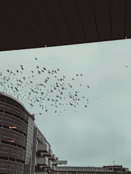 A flock of birds flies across an overcast sky near a multi-story building. The structure has a modern architectural design, featuring curved and angular elements. The birds are scattered throughout the sky, adding a dynamic sense of movement to the otherwise still urban landscape.