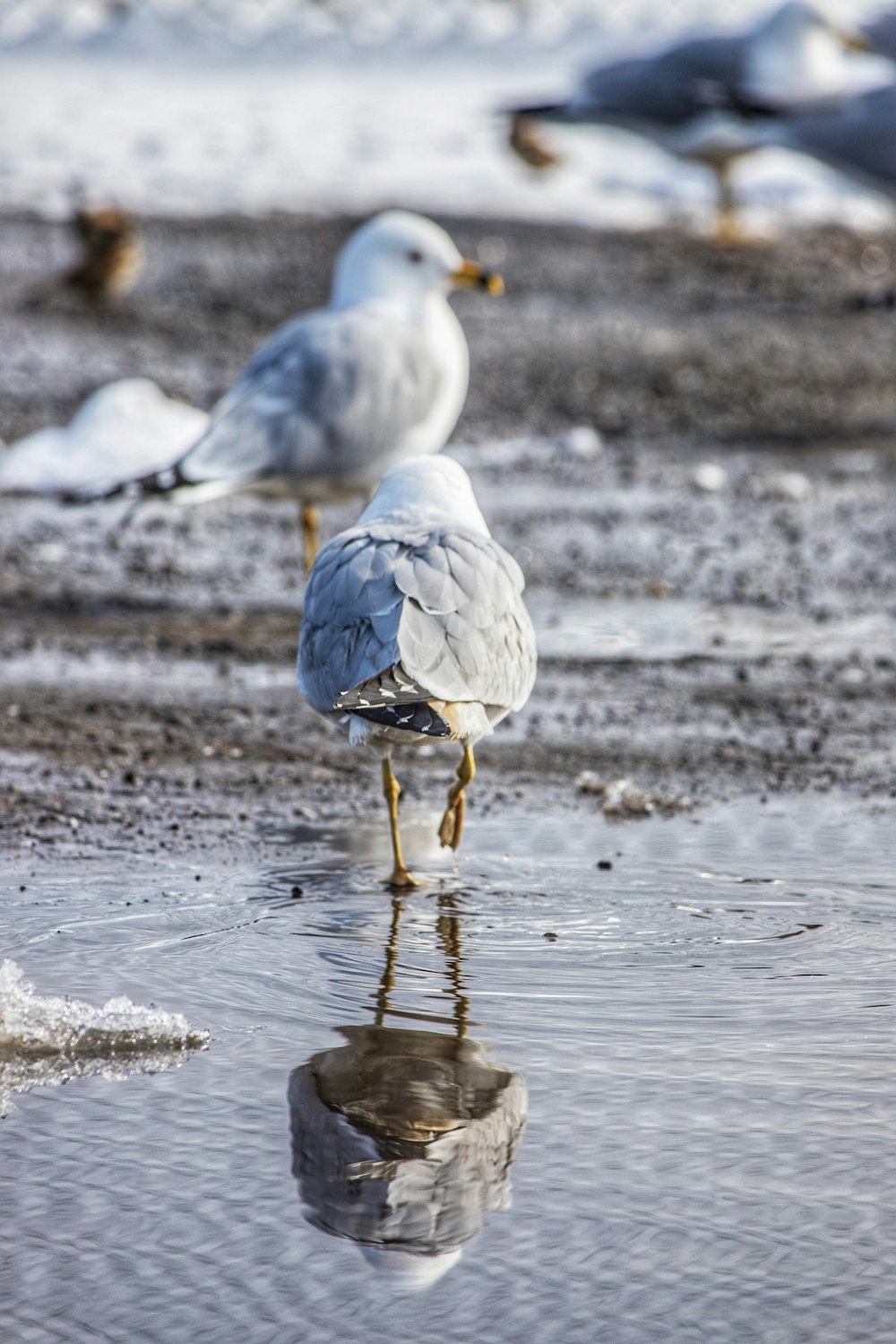 a couple of birds standing on top of a beach