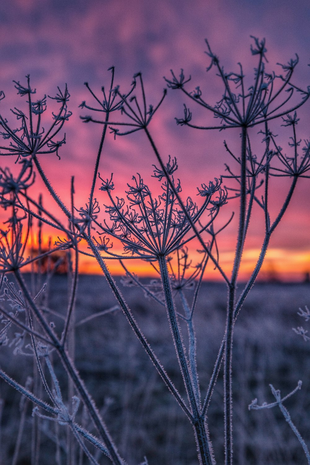 the sun is setting over a field of grass