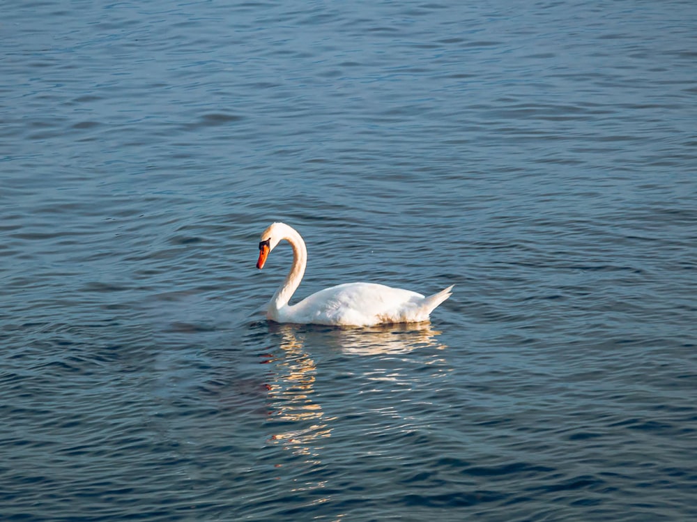 a white swan floating on top of a body of water