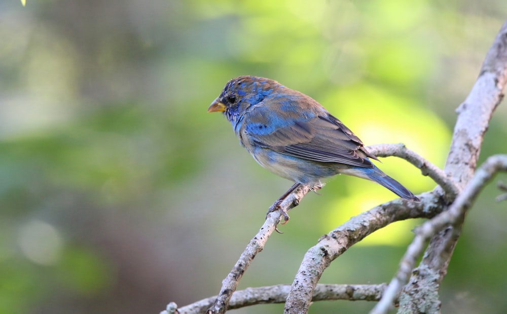 a small blue bird perched on a tree branch