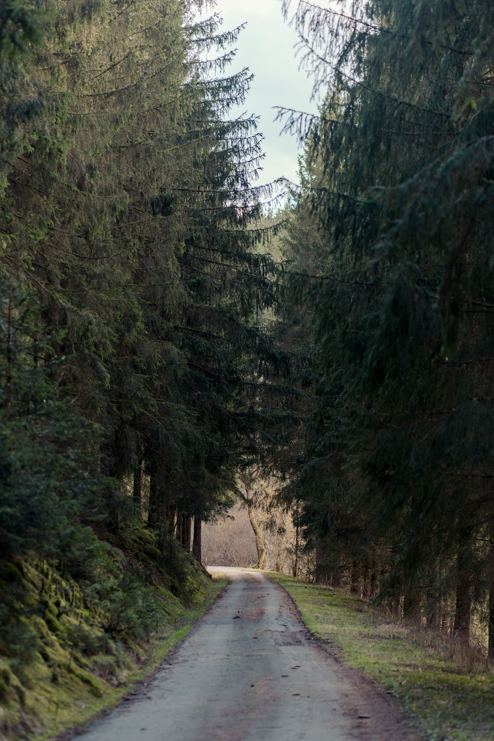 a road in the middle of a wooded area