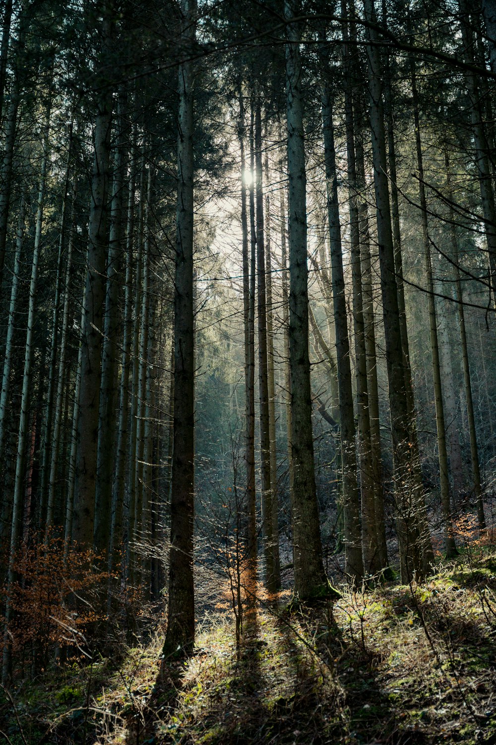 a forest filled with lots of tall trees