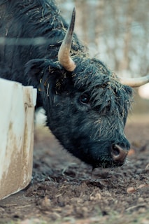 A shaggy black cow with large horns is captured in close-up, its face covered in bits of straw and hay. The animal is leaning over a container, possibly for feeding, with a dirt-covered ground around it. The background appears blurred with trees that add a natural setting.