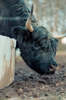 A shaggy black cow with large horns is captured in close-up, its face covered in bits of straw and hay. The animal is leaning over a container, possibly for feeding, with a dirt-covered ground around it. The background appears blurred with trees that add a natural setting.