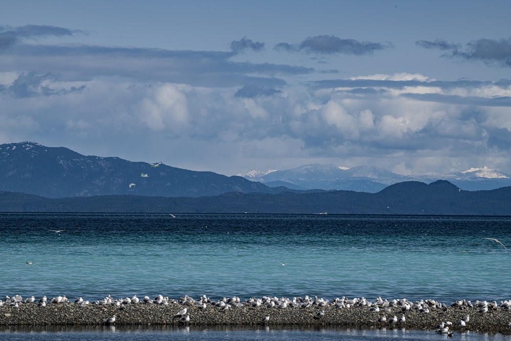 a flock of birds standing on top of a beach next to the ocean