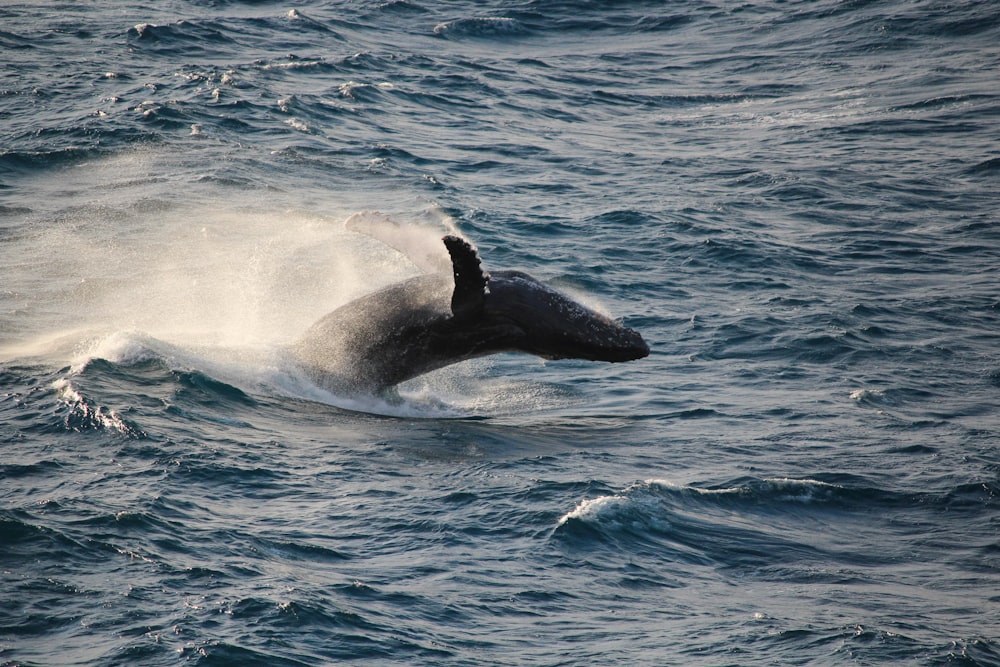 Una ballena está saltando fuera del agua