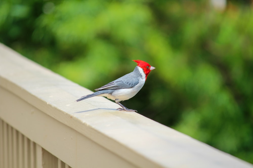 a small bird with a red head sitting on a ledge