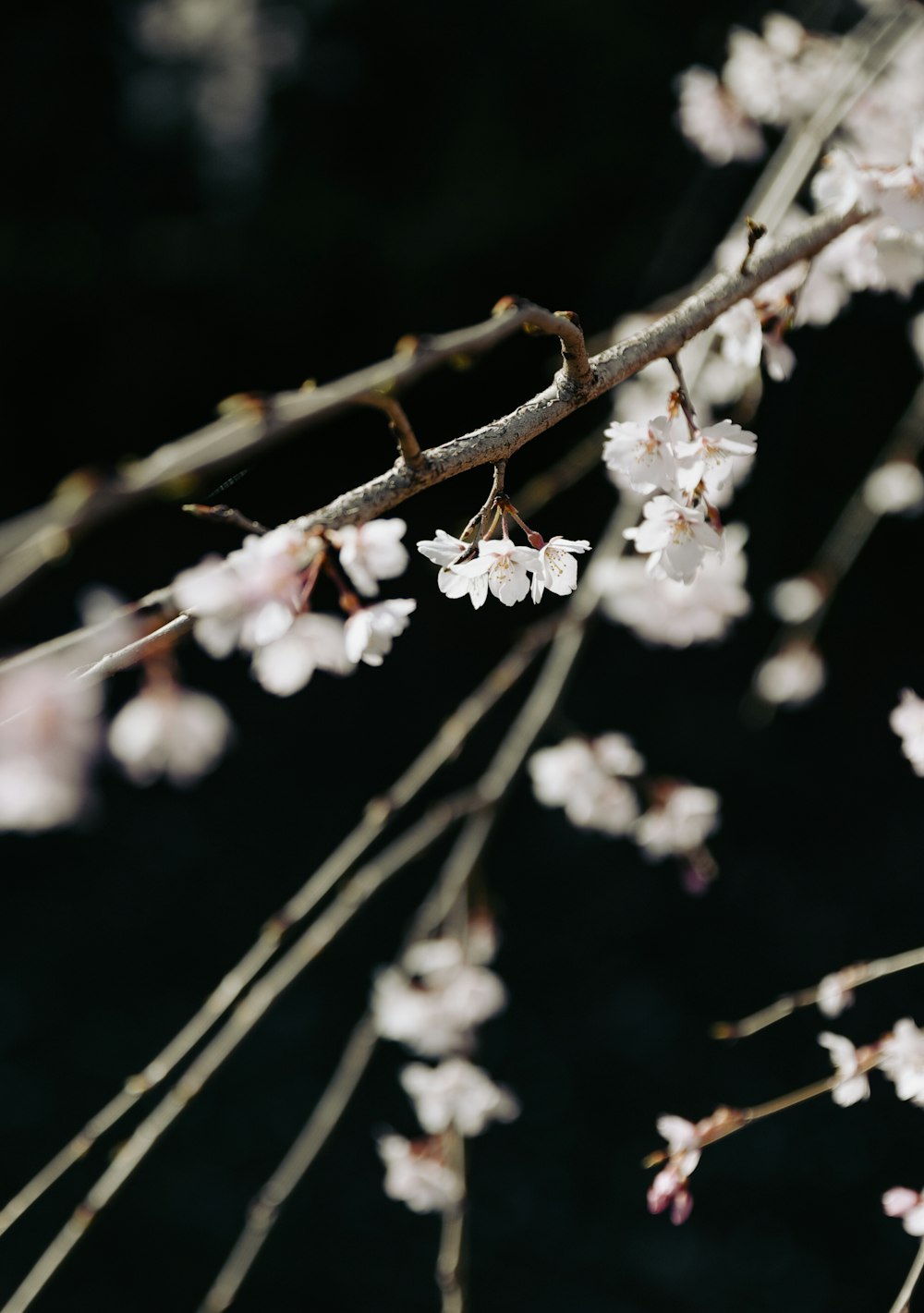 a branch of a tree with white flowers